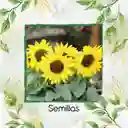 3 Semillas Orgánicas De Flor Girasol Bambino