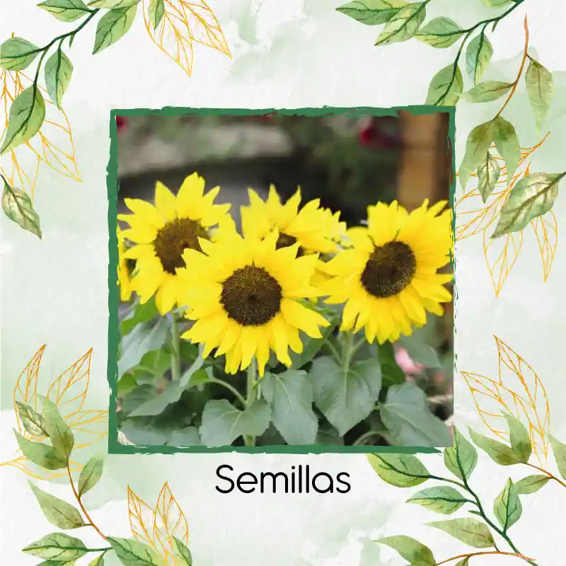 3 Semillas Orgánicas De Flor Girasol Bambino