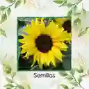 3 Semillas Orgánicas De Flor Girasol Bambino