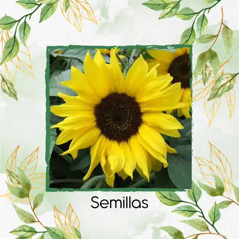 3 Semillas Orgánicas De Flor Girasol Bambino