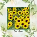 3 Semillas Orgánicas De Flor Girasol Bambino