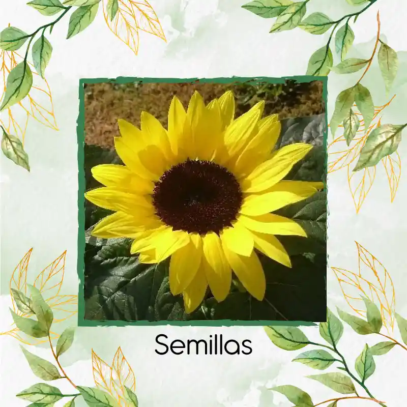 6 Semillas Orgánicas De Flor Girasol Bambino