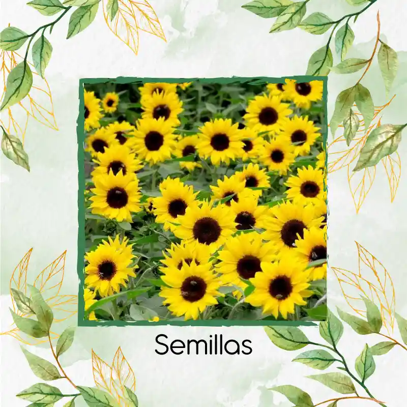 120 Semillas Orgánicas De Flor Girasol Bambino