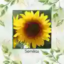 5 Semillas Orgánicas De Flor Girasol Domino