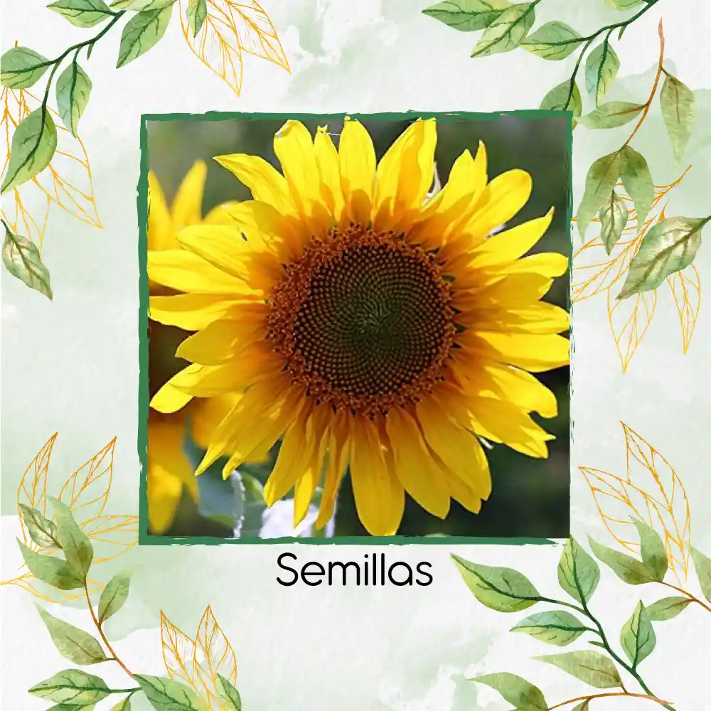 5 Semillas Orgánicas De Flor Girasol Domino