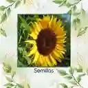 5 Semillas Orgánicas De Flor Girasol Domino