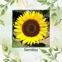 5 Semillas Orgánicas De Flor Girasol Domino