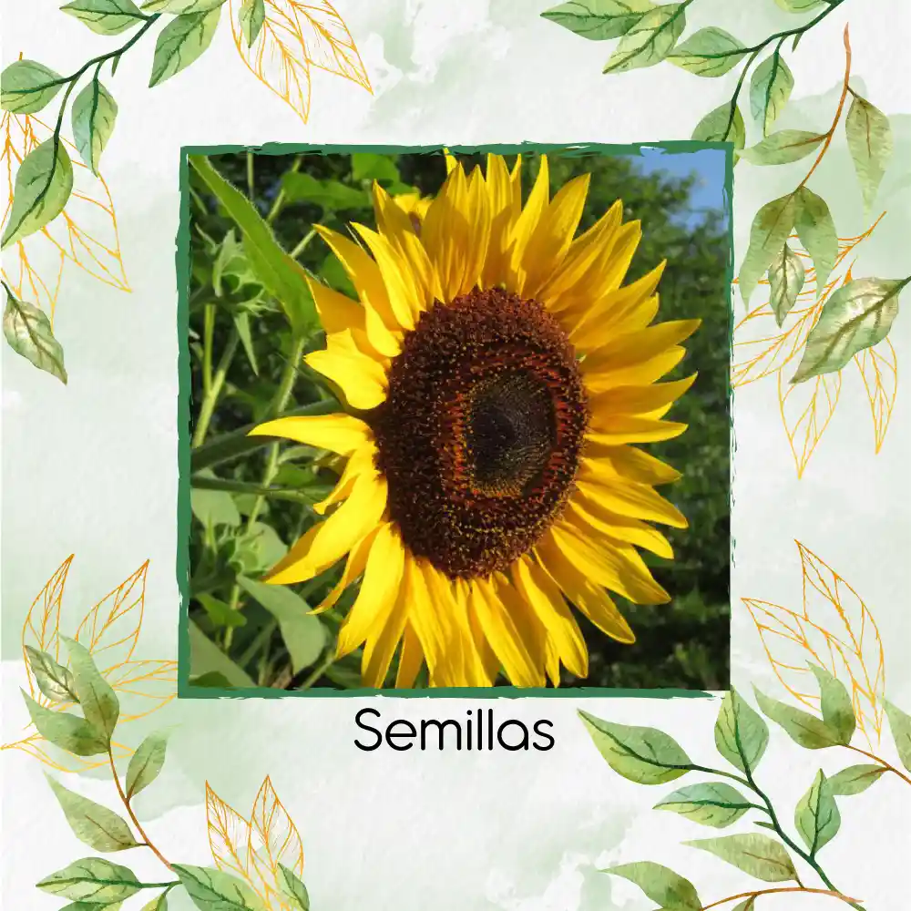 10 Semillas Orgánicas De Flor Girasol Domino