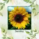 20 Semillas Orgánicas De Flor Girasol Domino