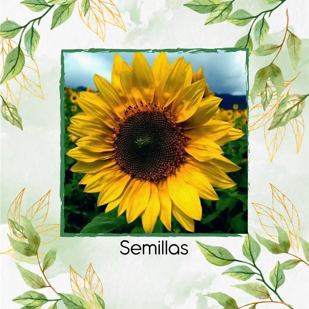 20 Semillas Orgánicas De Flor Girasol Domino