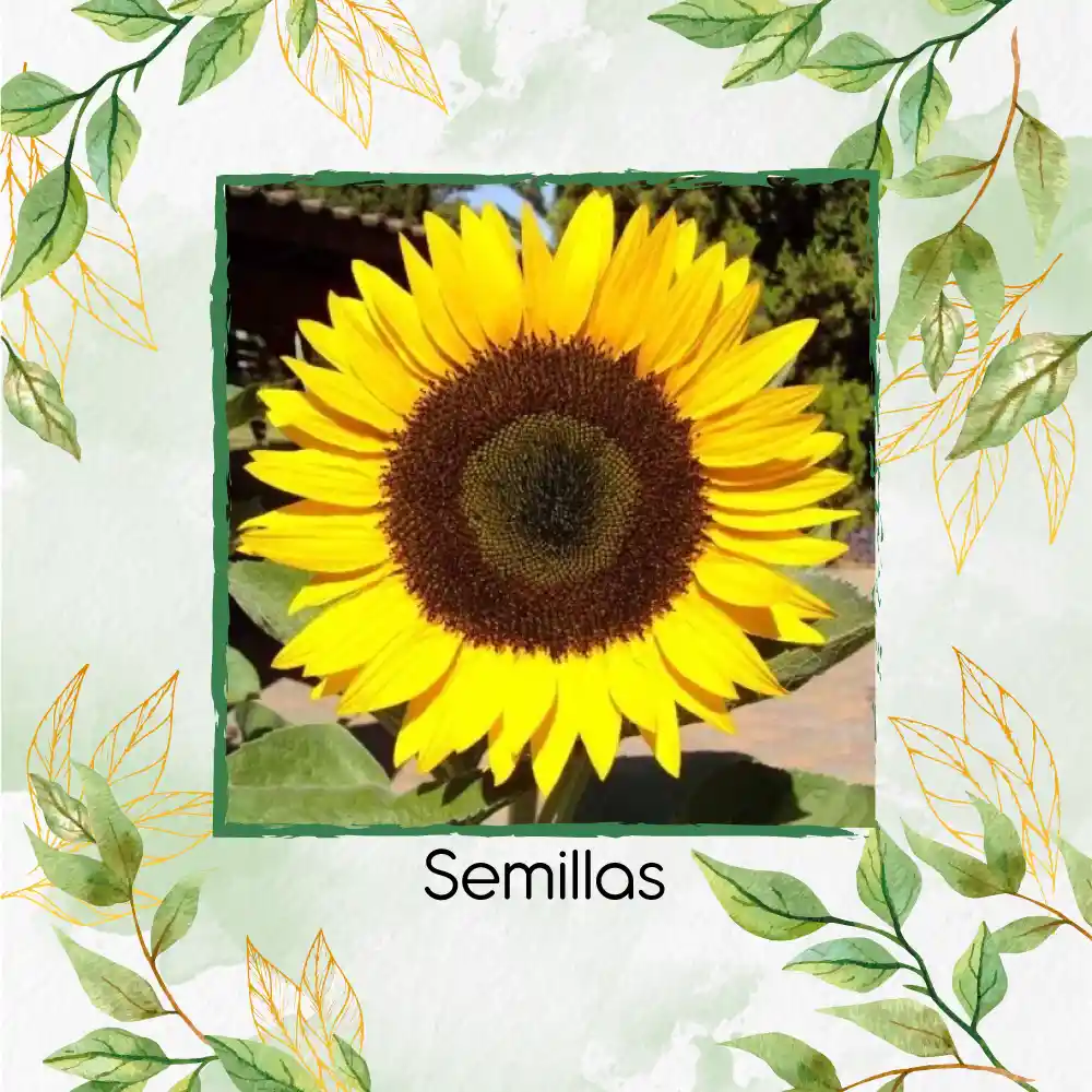 40 Semillas Orgánicas De Flor Girasol Domino