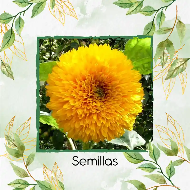 10 Semillas Orgánicas De Flor Girasol Enano