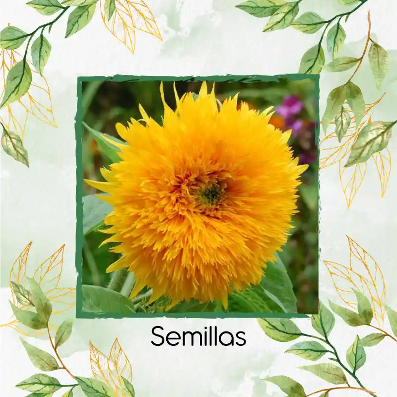 10 Semillas Orgánicas De Flor Girasol Enano