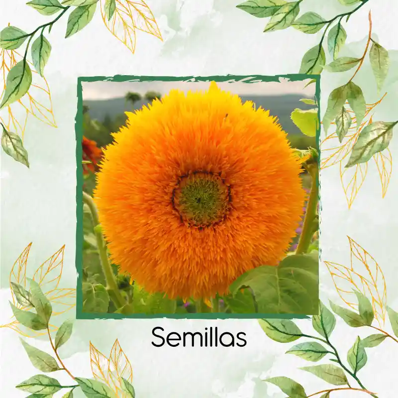 10 Semillas Orgánicas De Flor Girasol Enano