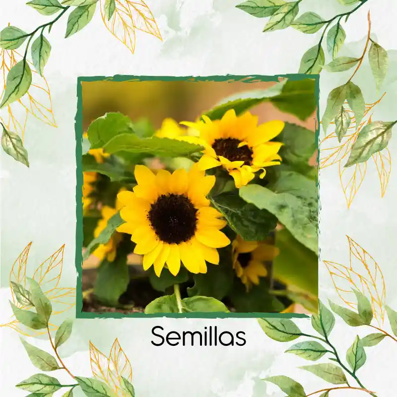 20 Semillas Orgánicas De Flor Girasol Mini