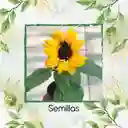 20 Semillas Orgánicas De Flor Girasol Mini