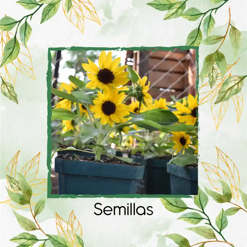 20 Semillas Orgánicas De Flor Girasol Mini