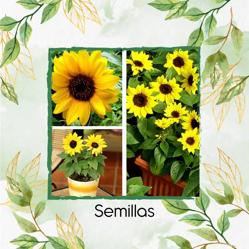 20 Semillas Orgánicas De Flor Girasol Mini