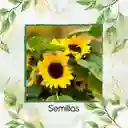 80 Semillas Orgánicas De Flor Girasol Mini