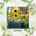 160 Semillas Orgánicas De Flor Girasol Mini