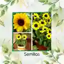 160 Semillas Orgánicas De Flor Girasol Mini