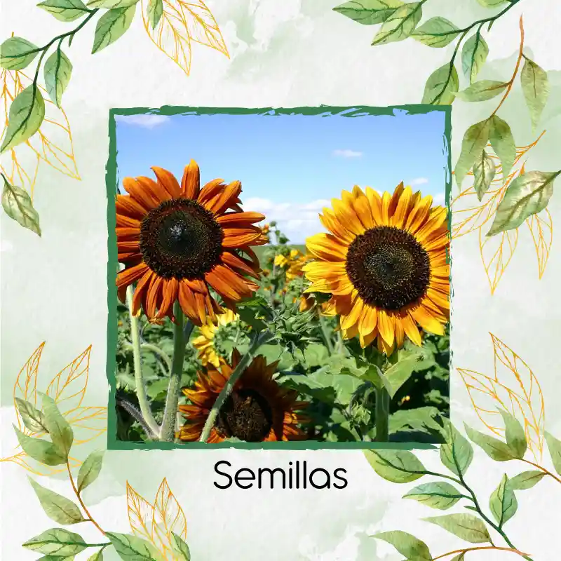 10 Semillas Orgánicas De Flor Girasol Belleza De Otoño