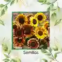 20 Semillas Orgánicas De Flor Girasol Belleza De Otoño