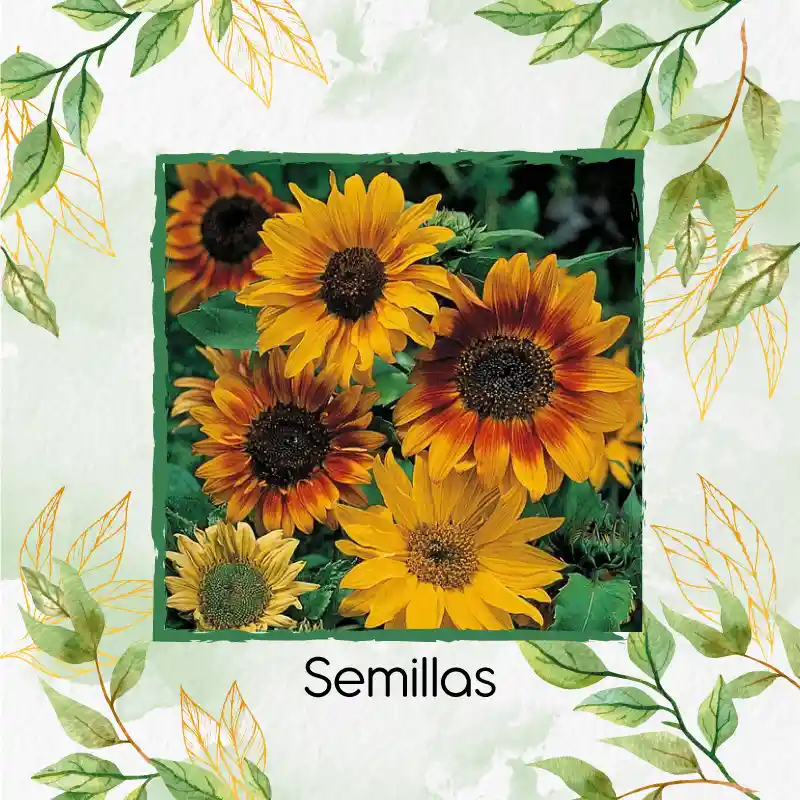 20 Semillas Orgánicas De Flor Girasol Belleza De Otoño