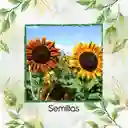 20 Semillas Orgánicas De Flor Girasol Belleza De Otoño