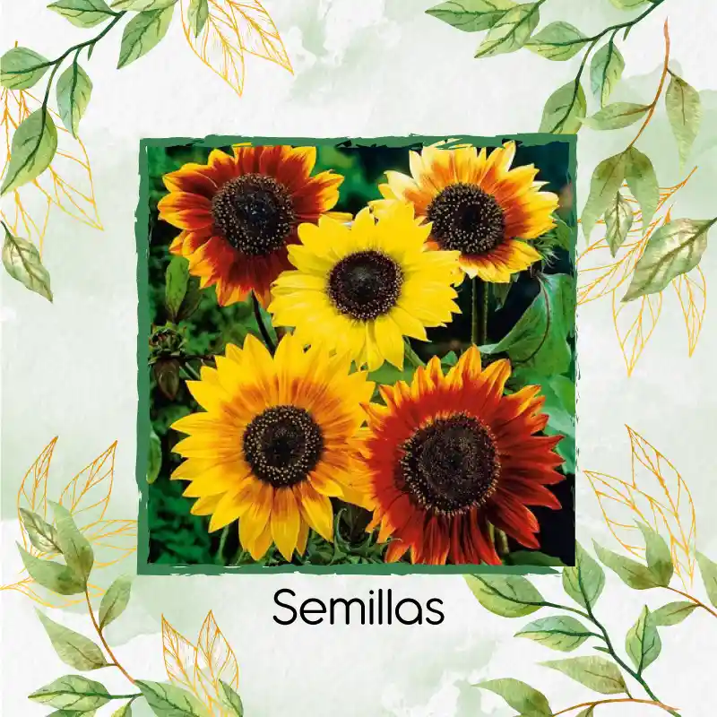 40 Semillas Orgánicas De Flor Girasol Belleza De Otoño