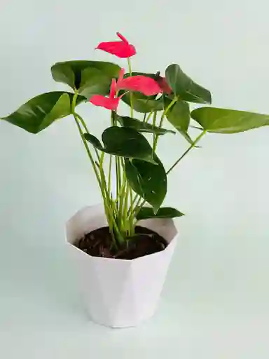 Anturio Tipo Exportación