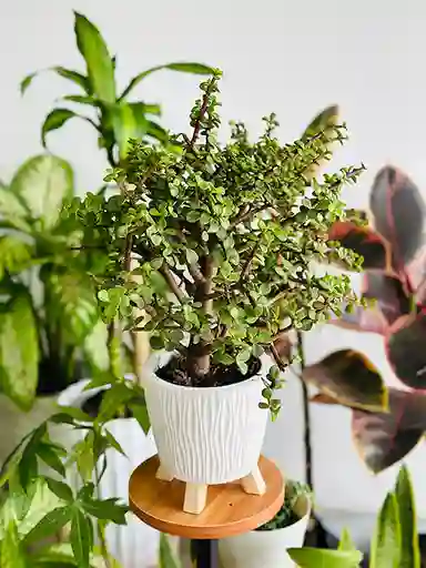 Bonsai Monedita
