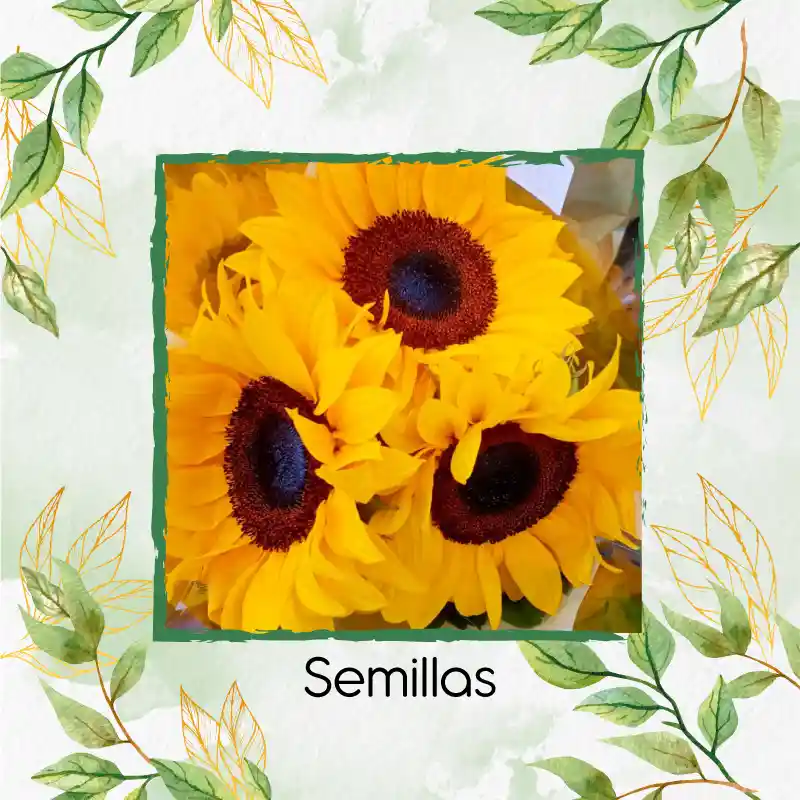 3 Semillas Orgánicas De Flor Girasol Mix Amarillo