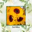 5 Semillas Orgánicas De Flor Girasol Mix Amarillo