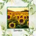 50 Semillas Orgánicas De Flor Girasol Mix Amarillo