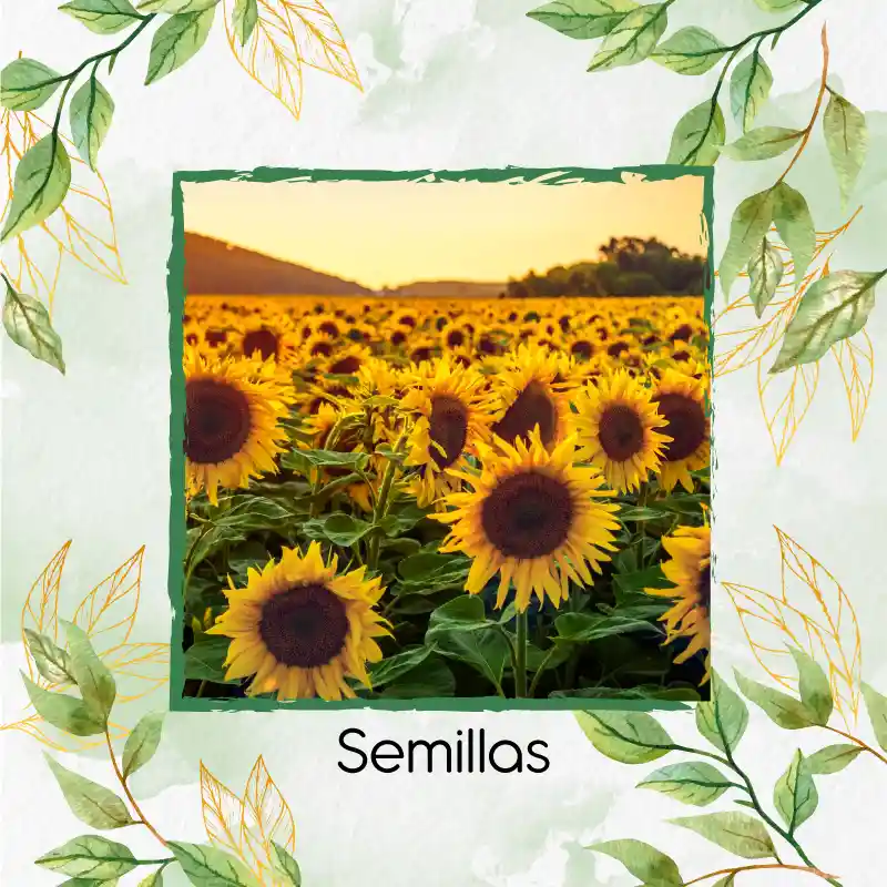 50 Semillas Orgánicas De Flor Girasol Mix Amarillo