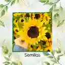 50 Semillas Orgánicas De Flor Girasol Mix Amarillo