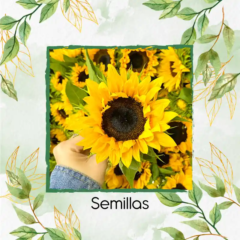 50 Semillas Orgánicas De Flor Girasol Mix Amarillo