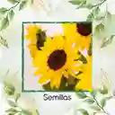 50 Semillas Orgánicas De Flor Girasol Mix Amarillo