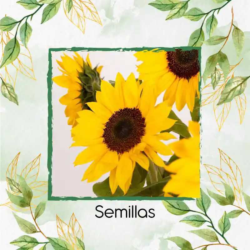 50 Semillas Orgánicas De Flor Girasol Mix Amarillo