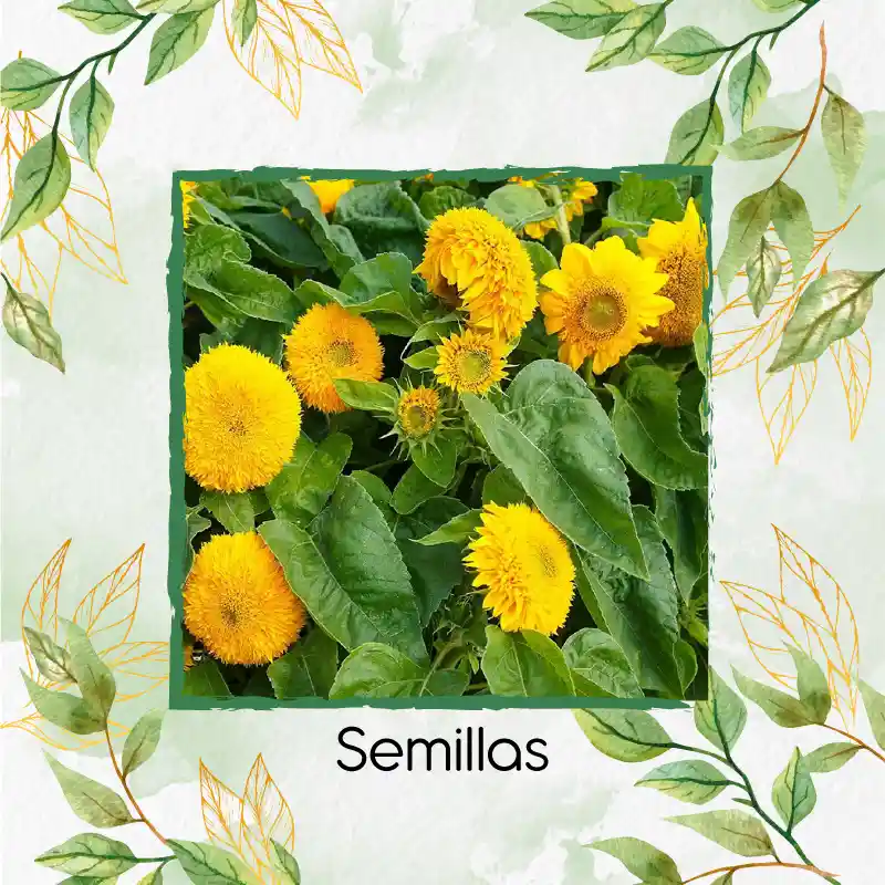 40 Semillas Orgánicas De Flor Girasol Mix Enanos