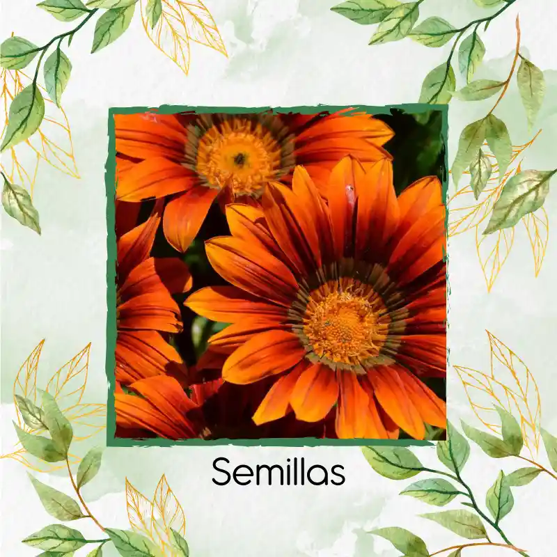 200 Semillas Orgánicas De Flor Girasol Mix Naranjas