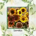 25 Semillas Orgánicas De Flor Girasol Mix