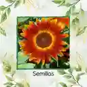 50 Semillas Orgánicas De Flor Girasol Mix