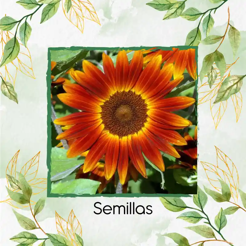 50 Semillas Orgánicas De Flor Girasol Mix