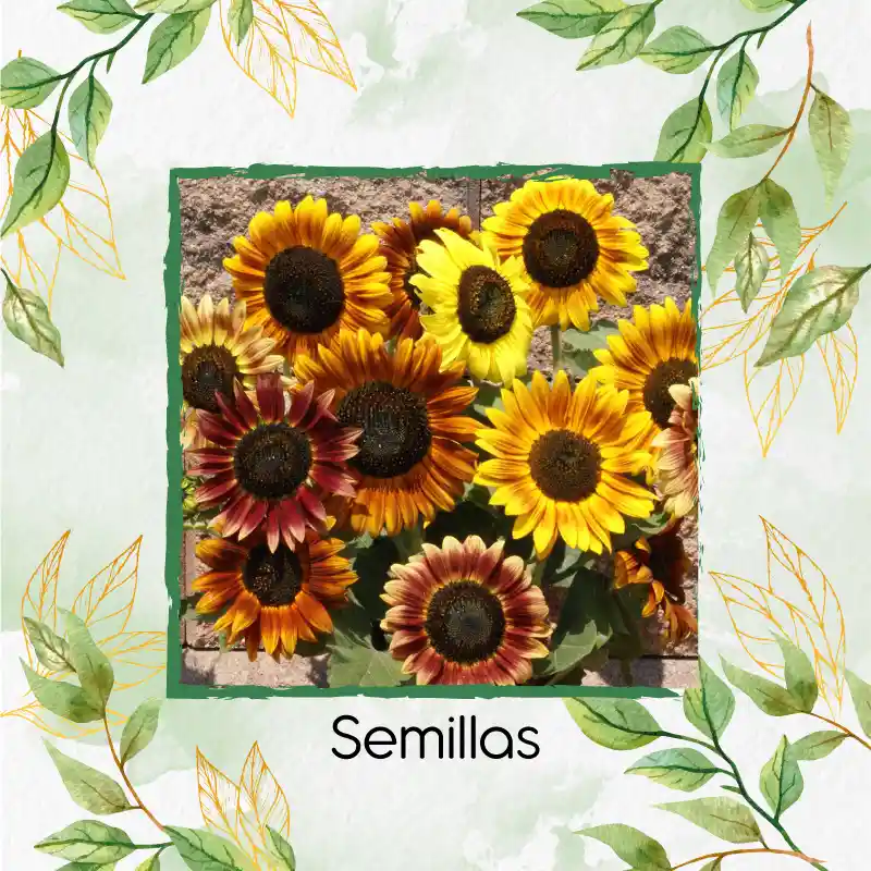 50 Semillas Orgánicas De Flor Girasol Mix