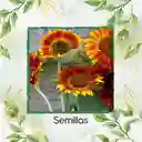 50 Semillas Orgánicas De Flor Girasol Mix