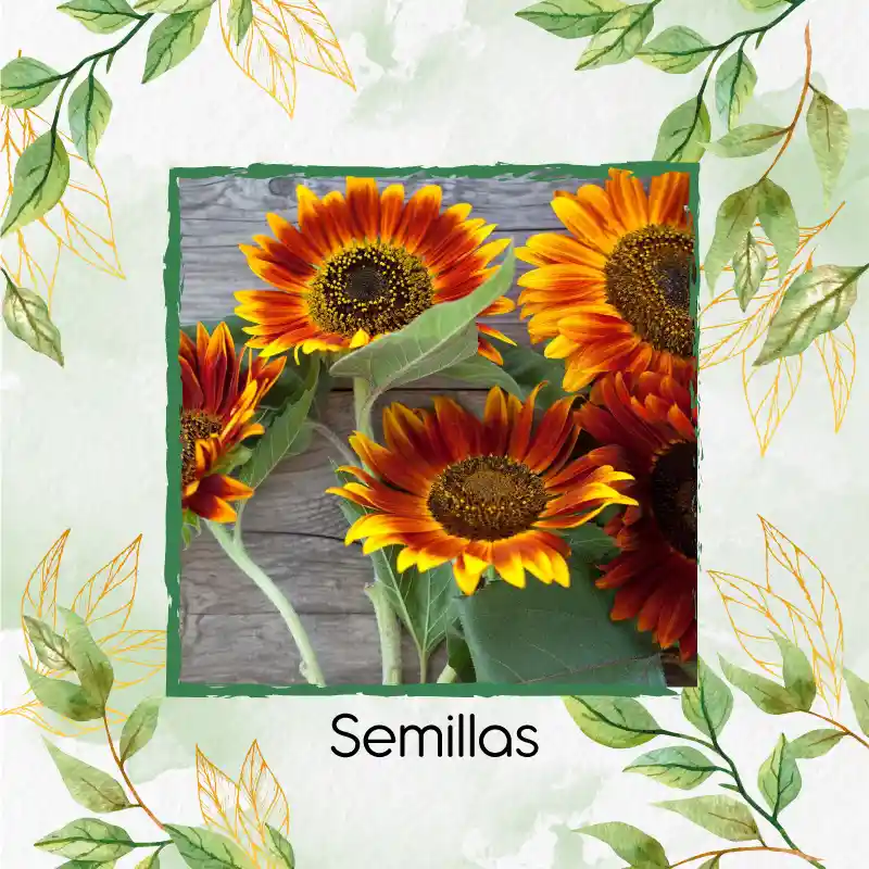 50 Semillas Orgánicas De Flor Girasol Mix