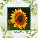 50 Semillas Orgánicas De Flor Girasol Mix