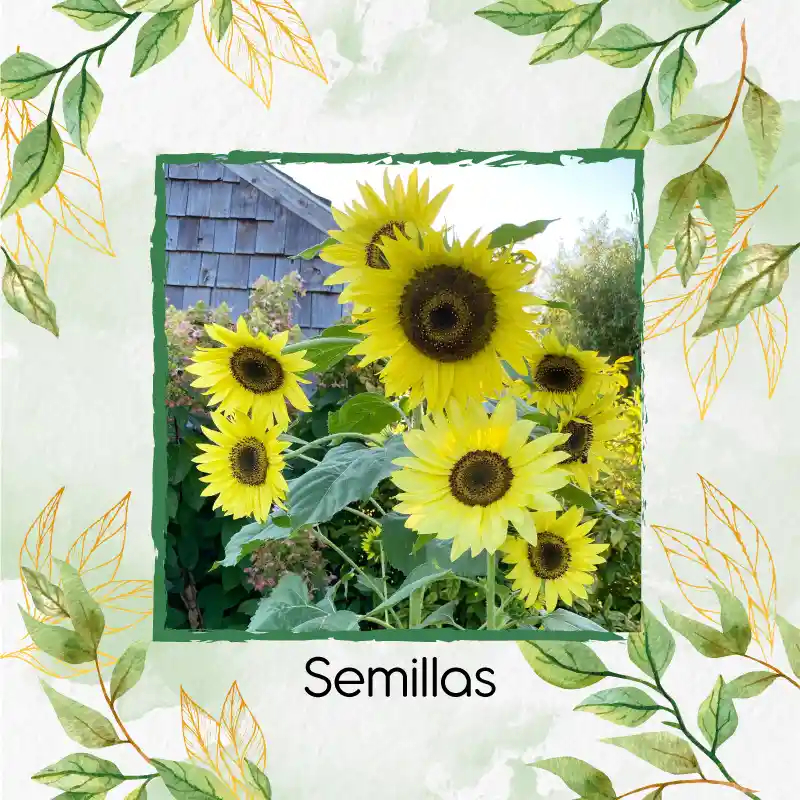 5 Semillas Orgánicas De Flor Girasol Monshine